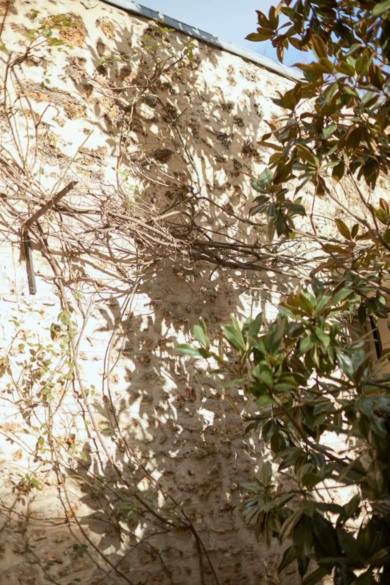 A tall wall in a sunny garden with leaves on branches.